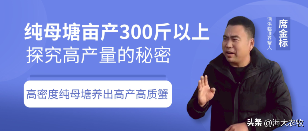 亩产300斤以上，高密度纯母塘如何养出高产高品质蟹？|乡村带头哥