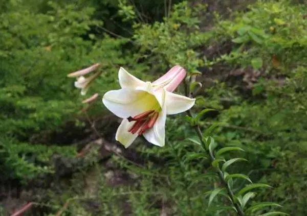 致富山区种植农村土地_山区种植什么致富_山区农村种植致富