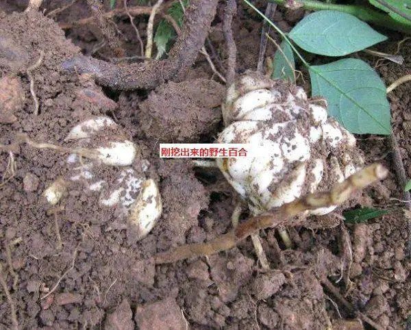 山区种植什么致富_山区农村种植致富_致富山区种植农村土地