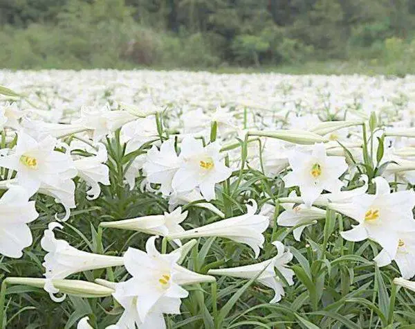 致富山区种植农村土地_山区农村种植致富_山区种植什么致富