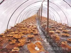 九牧镇渭潭村：灵芝种植  助民致富