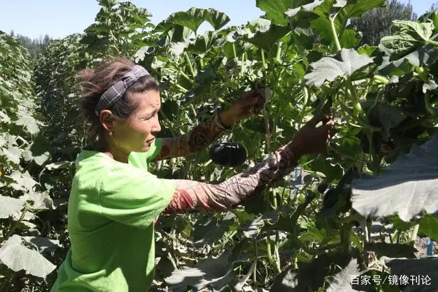 种植油栗致富_油栗亩产多少_油栗种植技术