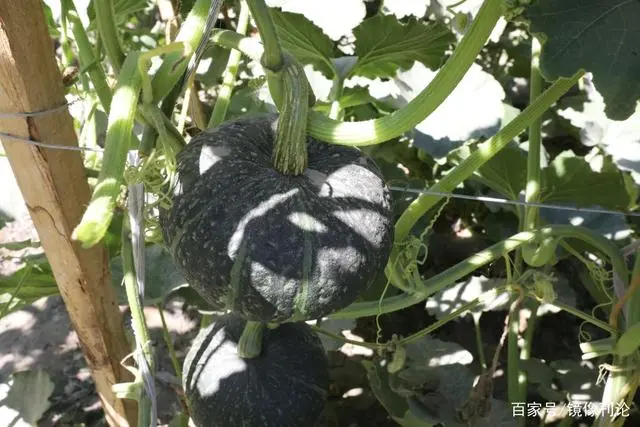 油栗种植技术_油栗亩产多少_种植油栗致富