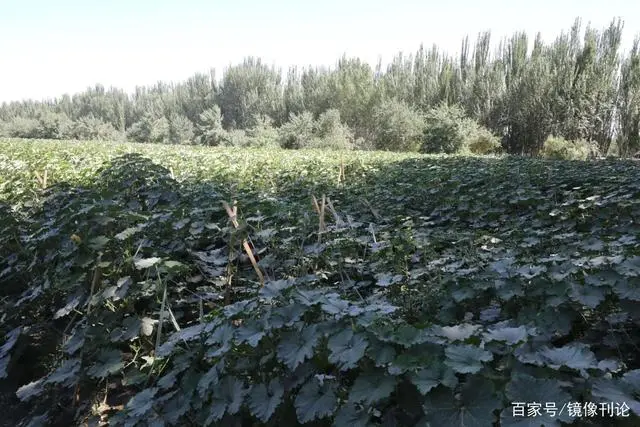 油栗亩产多少_种植油栗致富_油栗种植技术