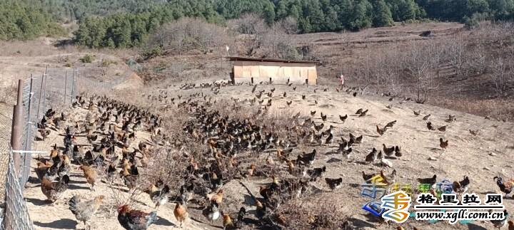 丽江土鸡养殖场_致富丽江养殖土鸡视频_丽江土鸡养殖致富