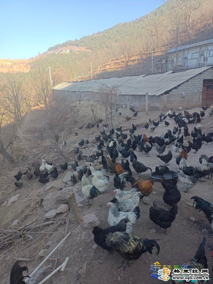 致富丽江养殖土鸡视频_丽江土鸡养殖致富_丽江土鸡养殖场