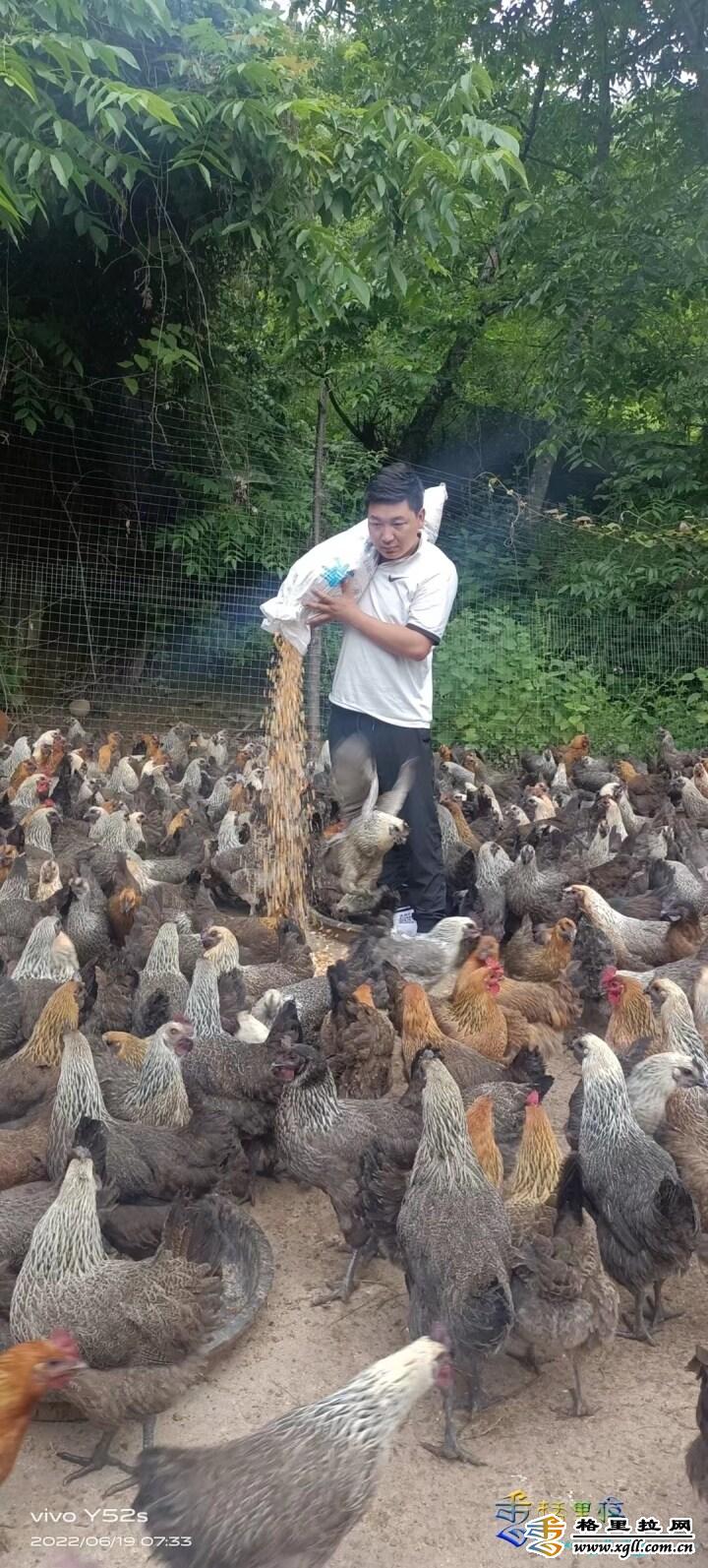 丽江土鸡养殖场_丽江土鸡养殖致富_致富丽江养殖土鸡视频