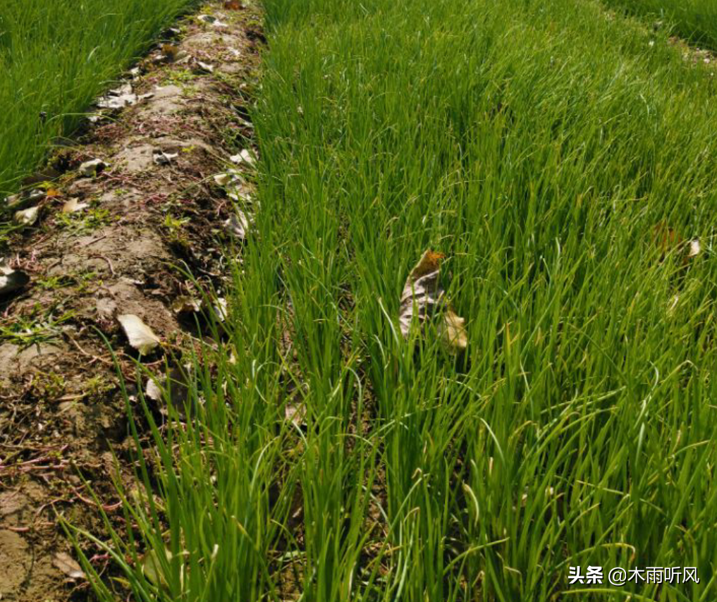 洋葱种植图片欣赏_洋葱种植技术图片_洋葱种植图片大全