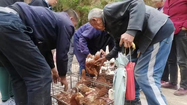 丽江养鸡场_致富丽江养殖土鸡视频_丽江土鸡养殖致富