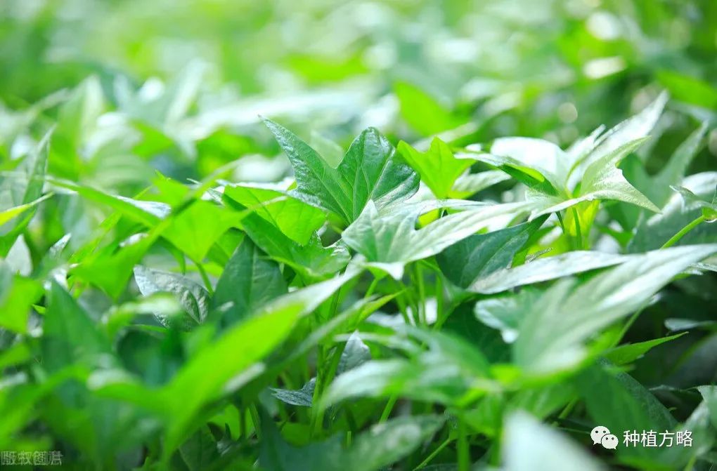 大棚空心菜种植技术_大棚种植空心菜技术与管理_大棚种植空心菜技术要点