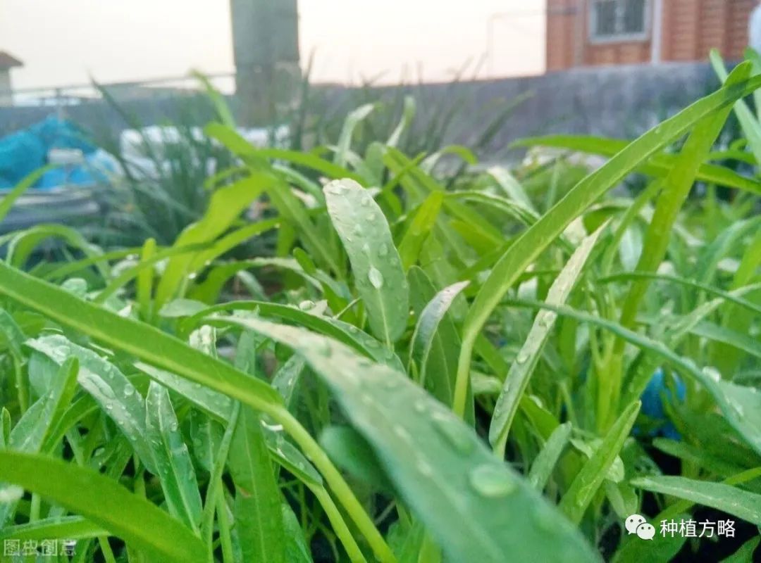 大棚空心菜种植技术_大棚种植空心菜技术与管理_大棚种植空心菜技术要点