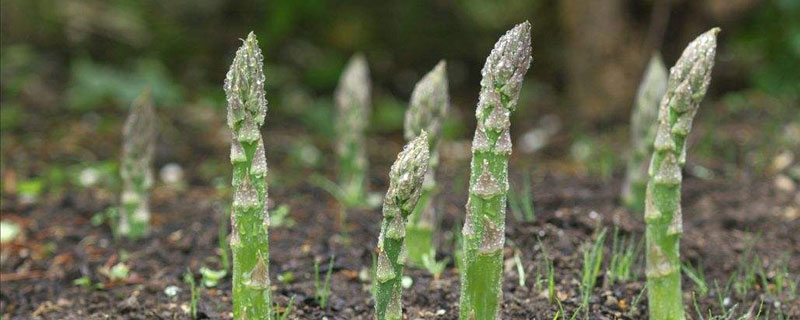 芦笋的种植技术！芦笋什么时候种植？什么季节几月份种植？