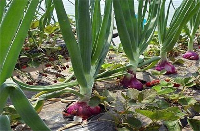 洋葱种植图片大全_洋葱种植技术图片_洋葱种植图片技术要点