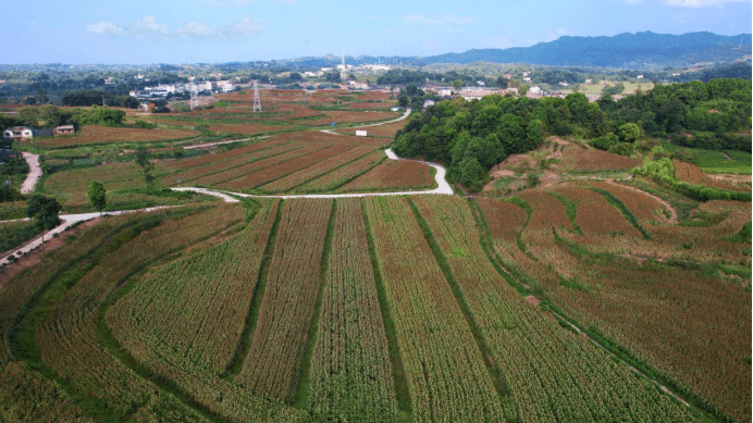 糯高粱的种植_糯高粱种植致富_糯高粱种植技术