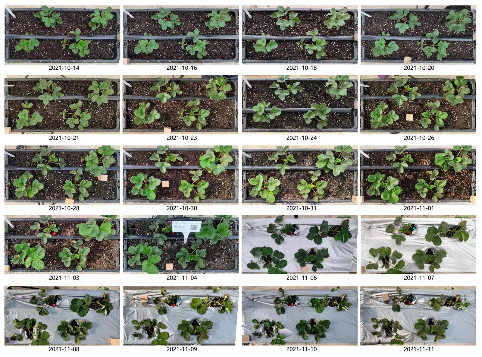 利用草莓表型图像分析建立草莓标准化种植模型.jpg