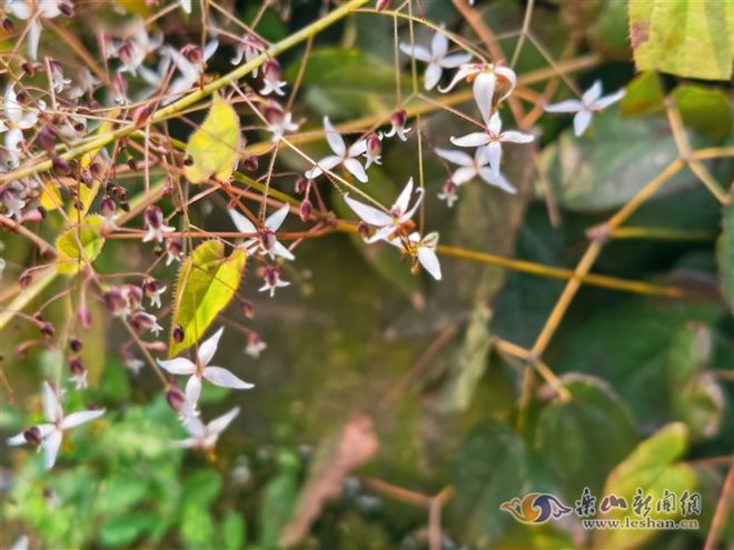 致富山区种植农村水稻_山区农村种植致富_山区农村致富项目