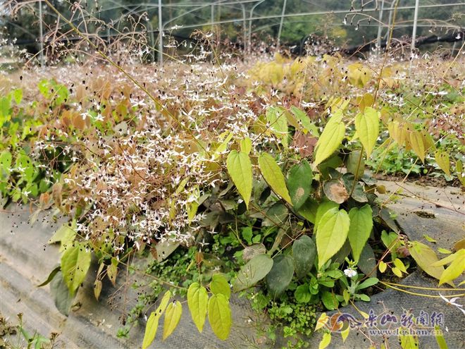 山区农村种植致富_山区农村致富项目_致富山区种植农村水稻