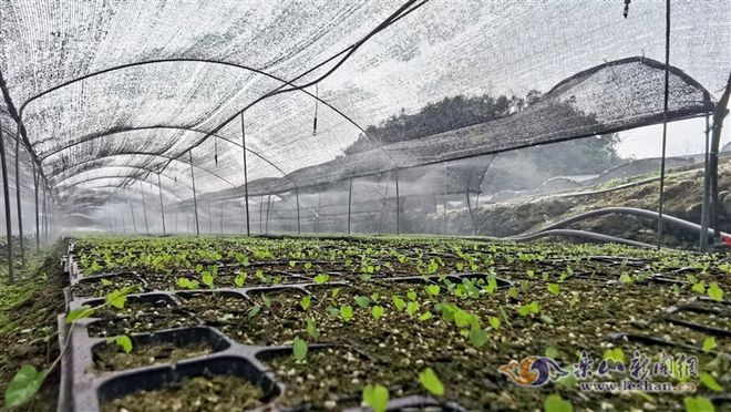 山区农村致富项目_致富山区种植农村水稻_山区农村种植致富