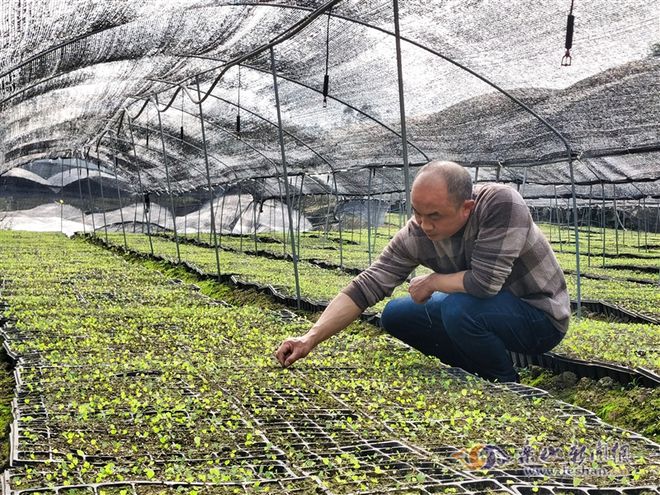 致富山区种植农村水稻_山区农村致富项目_山区农村种植致富