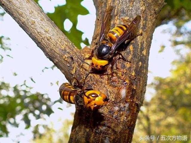 如何区分胡蜂、马蜂和黄蜂？