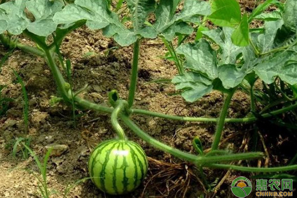 每日农经西瓜种植技术_西瓜种植方法与时间以及收入_西瓜种植经验