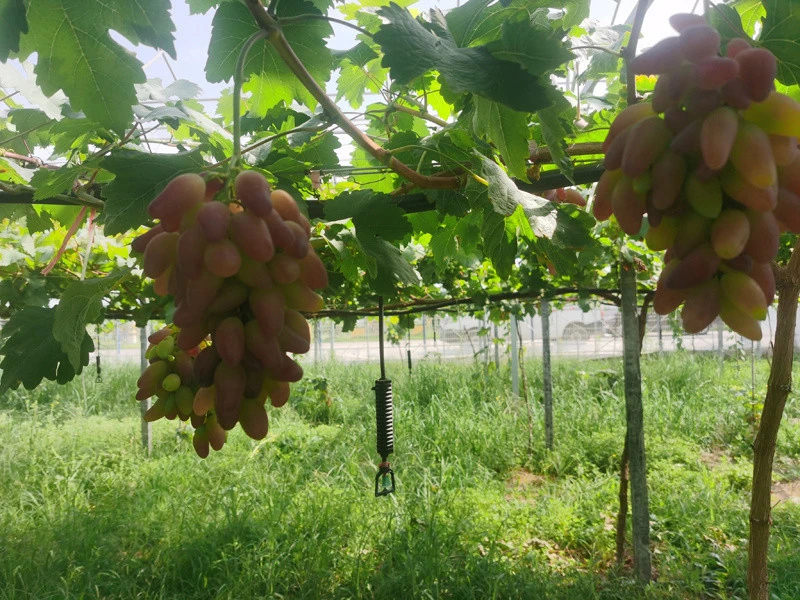 葡萄串种植致富_致富经葡萄栽培技术视频_葡萄致富经