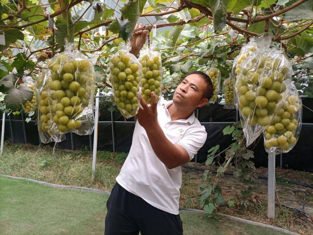 葡萄致富经_葡萄串种植致富_致富经葡萄盆景视频