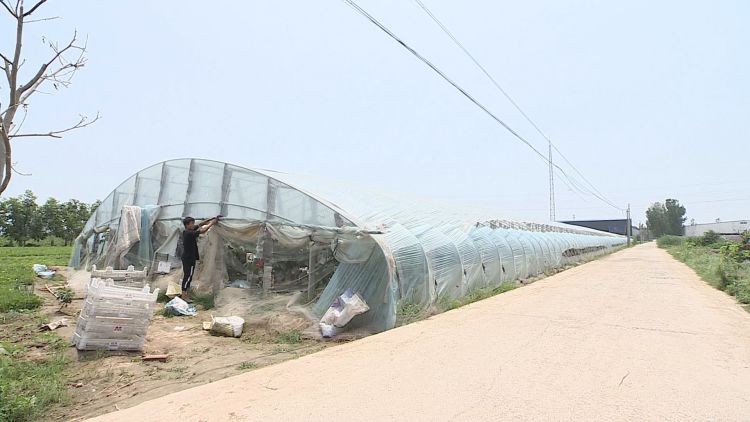 菏泽市成武县：特色葡萄“串”起脱贫致富梦