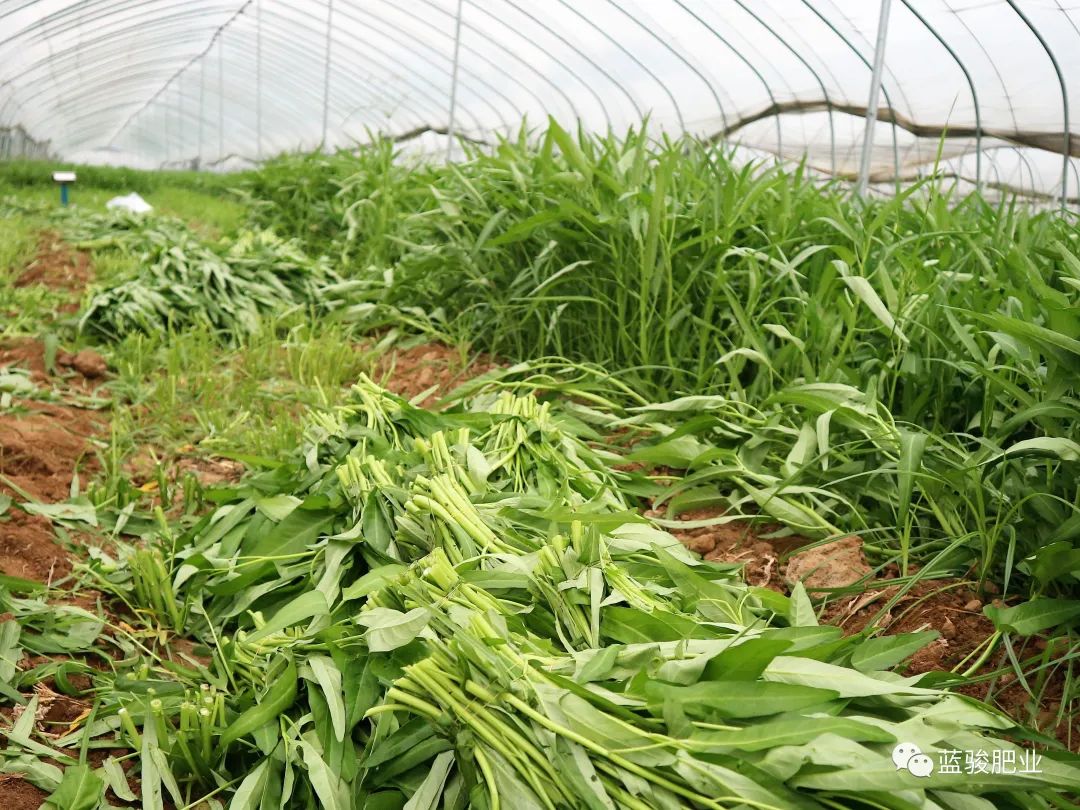 大棚空心菜高效栽培技术要点_大棚空心菜种植技术_大棚种植空心菜技术视频