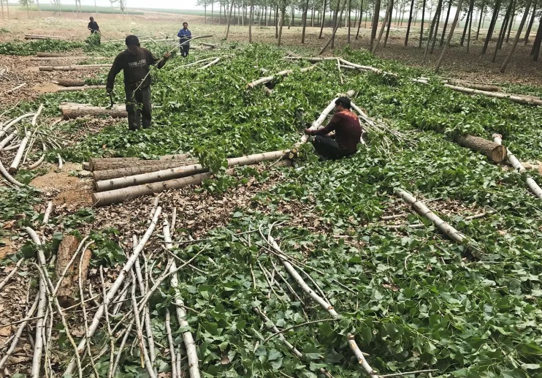 致富杨树种植方法_种植杨树致富_种植杨树赚钱吗