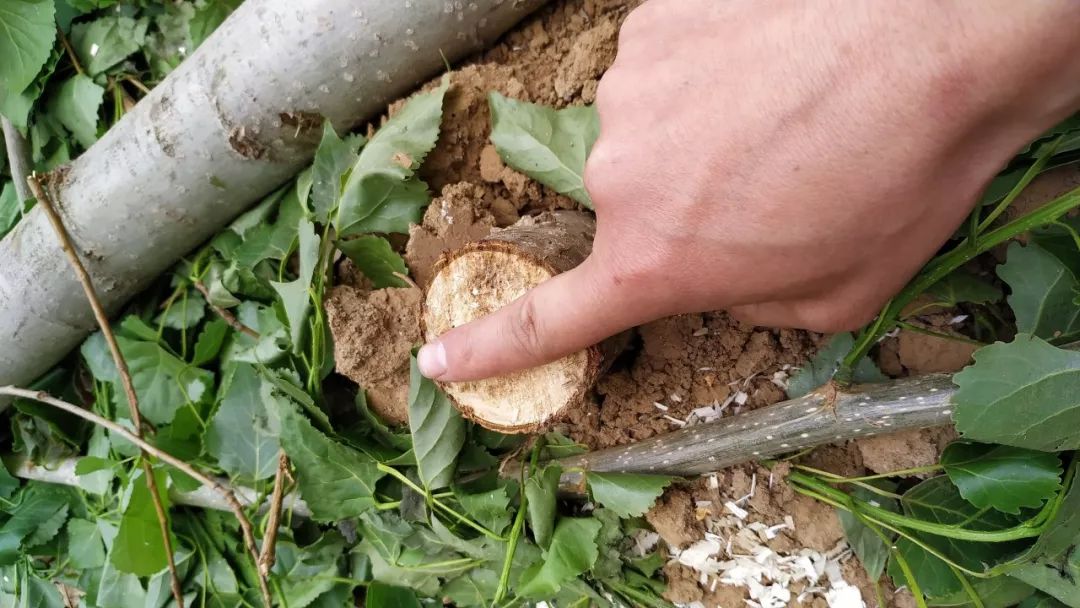 种植杨树致富_致富杨树种植方法_种植杨树赚钱吗