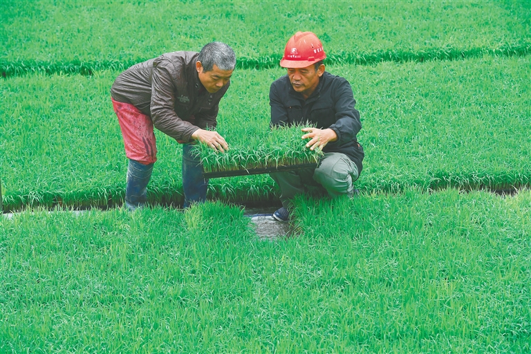 种植农作物机器_种植致富新项目_种植致富的机器