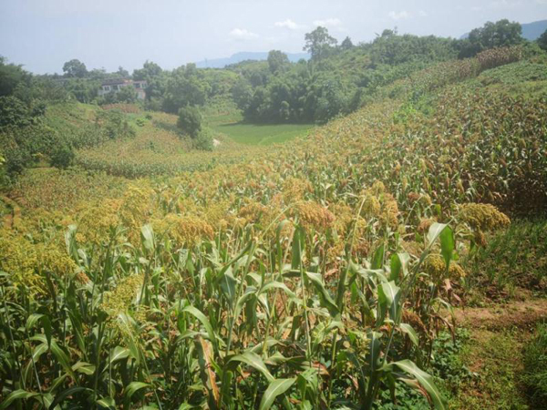 糯高粱种植技术_糯高粱种植致富_糯米高粱种植