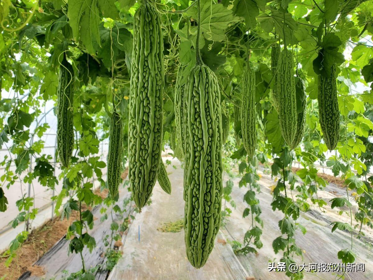 种植蔬菜视频_种植快菜的技术和视频_种植蔬菜视频教程