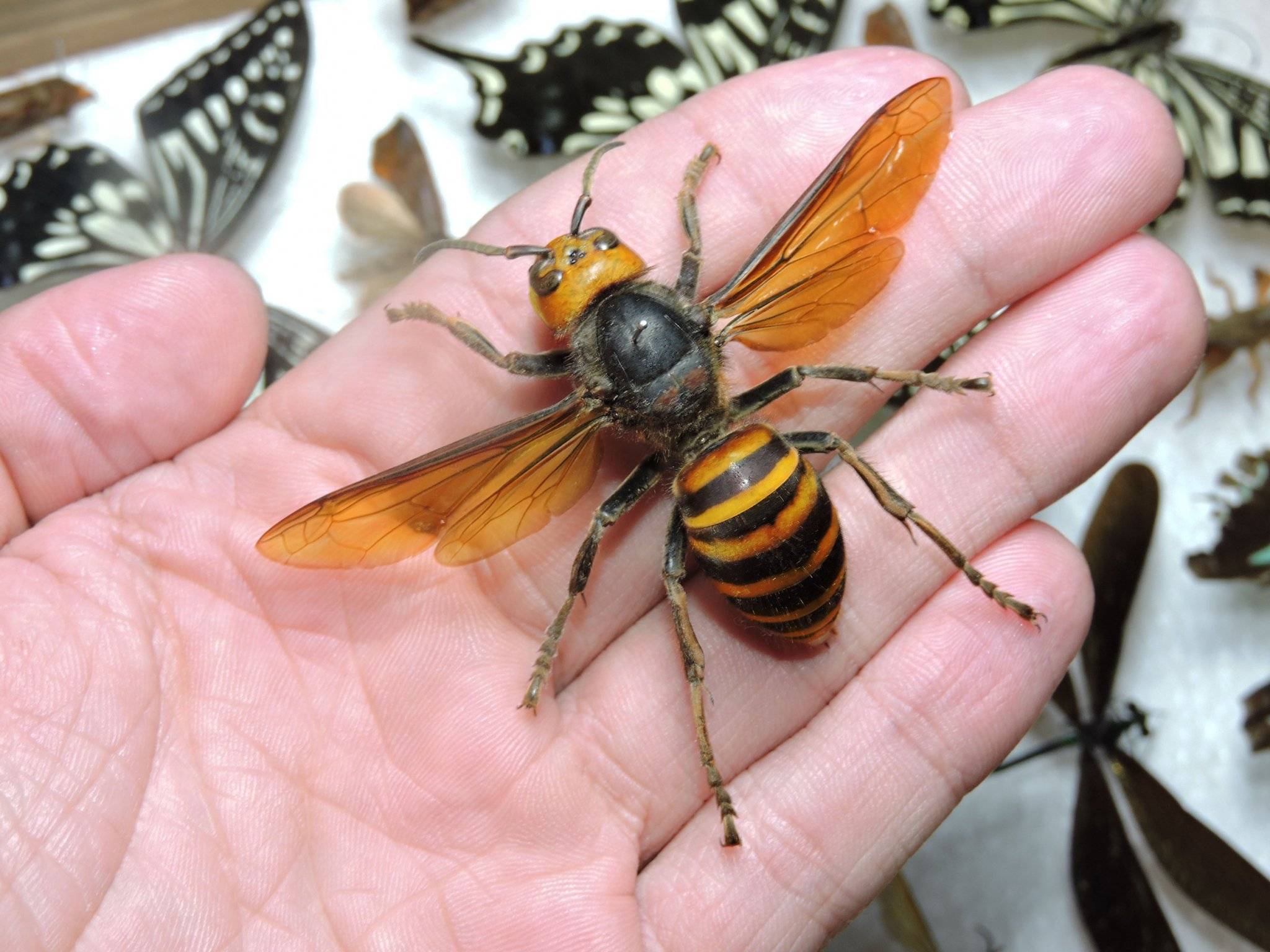 虎头蜂蜂种_致富经养虎头蜂视频_虎头蜂致富经