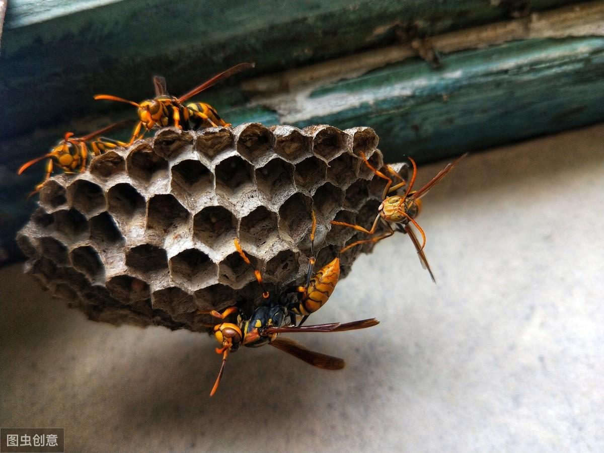 致富经虎头蜂养殖视频_虎头蜂蜂种_虎头蜂致富经