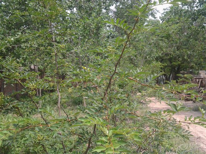 致富知乎能种植农村花草吗_农村种花致富能人_农村种植花能致富吗知乎