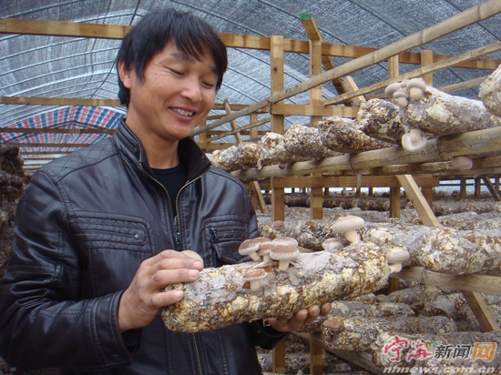 小小香菇日销千斤 “食用菌”敲开致富门