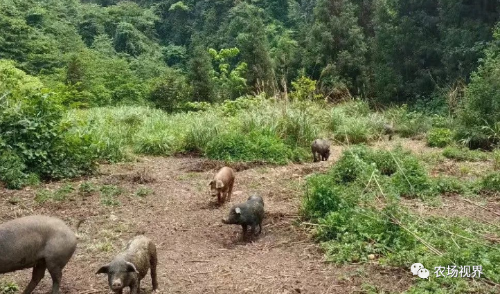 致富经苜蓿养猪_苜蓿养猪的好处与坏处_喂猪的苜蓿草