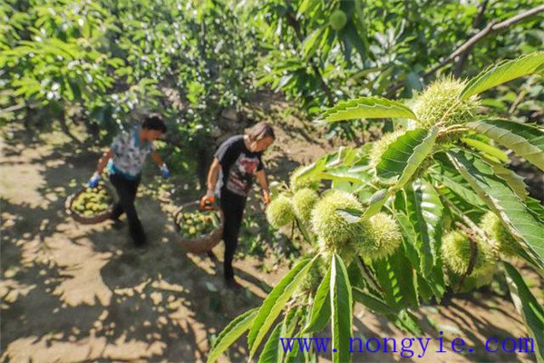 板栗种植多久才结果