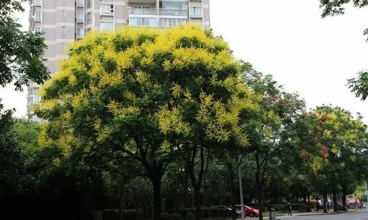 种植美国红枫致富_美国红枫种苗_美国红枫种植技术