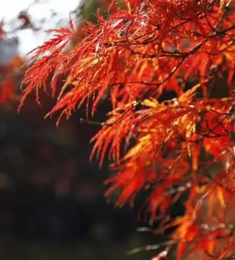 美国红枫种植技术_种植美国红枫致富_美国红枫种苗