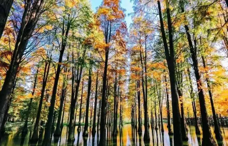 种植美国红枫致富_美国红枫种苗_美国红枫种植技术