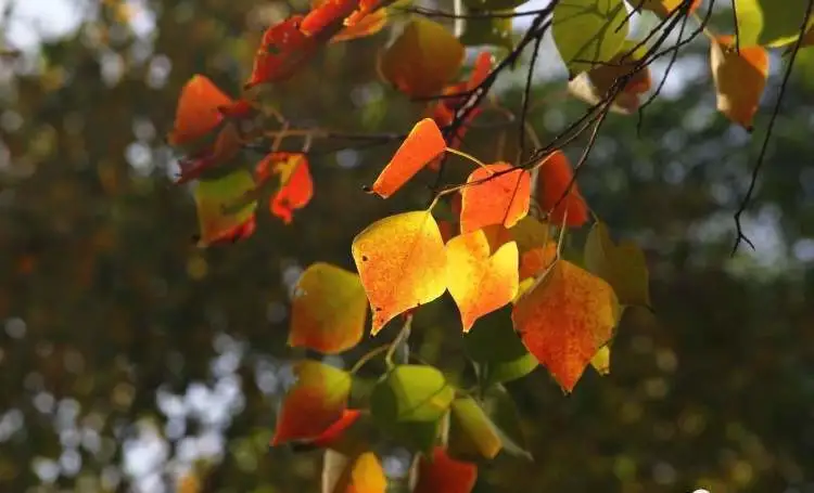 美国红枫种苗_种植美国红枫致富_美国红枫种植技术