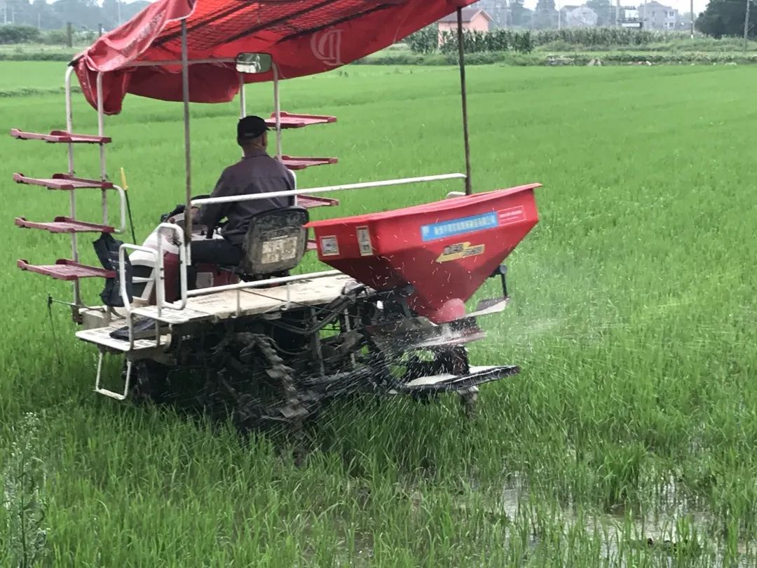 种植毛豆致富案例_毛豆种植技术与利润_种植毛豆有补贴吗