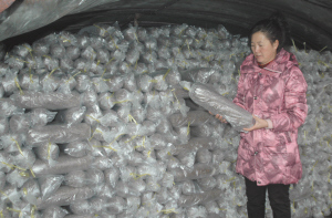 女强人雷永军种植食用菌带村民致富