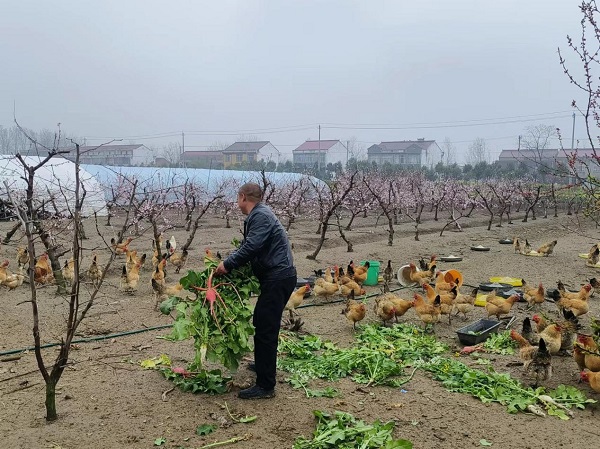 丽江养鸡场_丽江土鸡养殖致富_云南丽江养鸡合作社