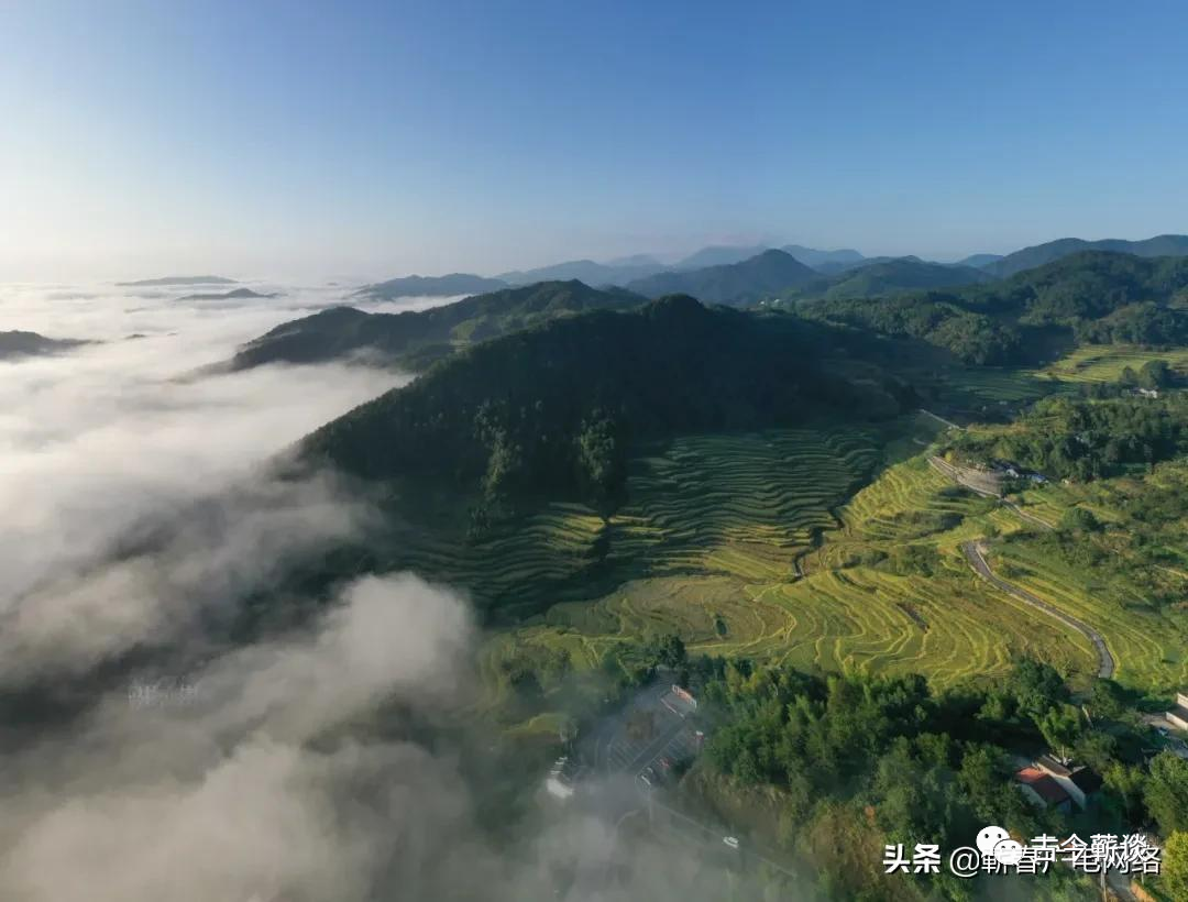 致富经养蛇五步蛇的全部视频_五步蛇价钱_致富经五步蛇