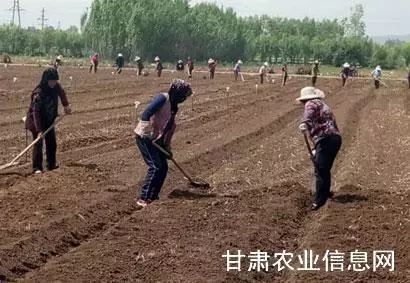 室内种植创业_室内种植致富门路_室内种植商机