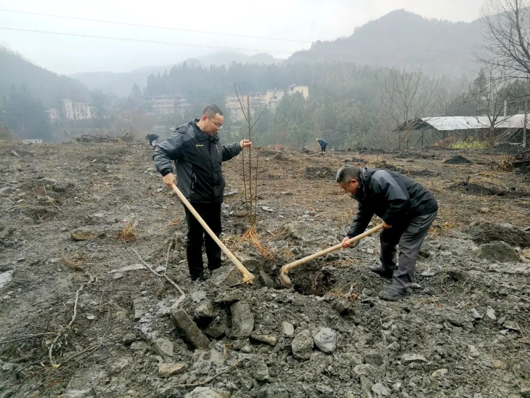 种植景观树经济前景如何_种植景观树致富_种植景观树赚钱吗